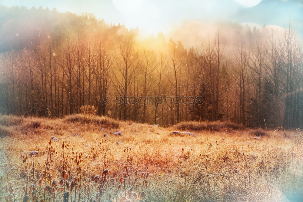 Similar – Image, Stock Photo Sunset in Baden Tree