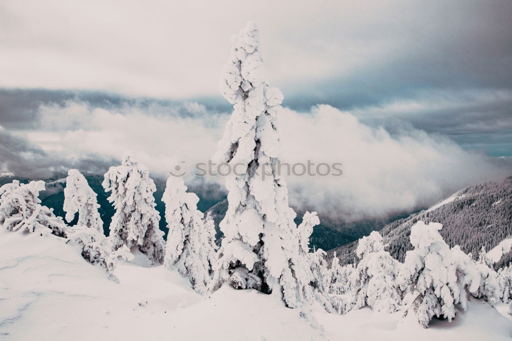 Similar – Image, Stock Photo Merry Christmas! Wintry fir trees rise into a sky with clouds. Right in the middle is a blue hole