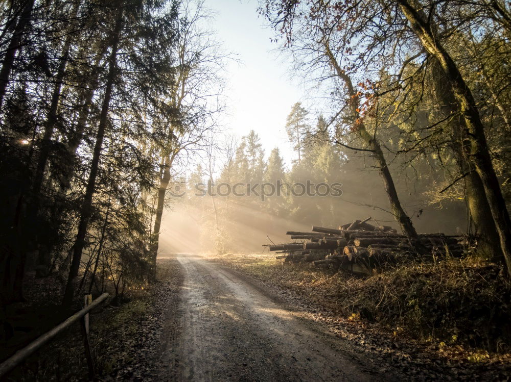 Similar – Image, Stock Photo forest path Hiking