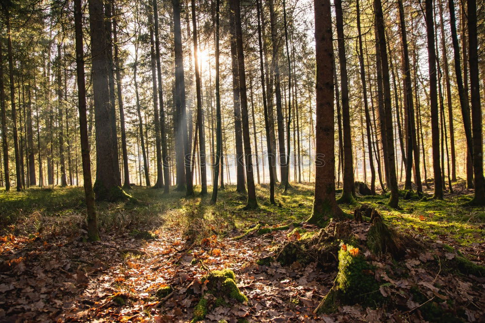 Similar – autumn forest Environment