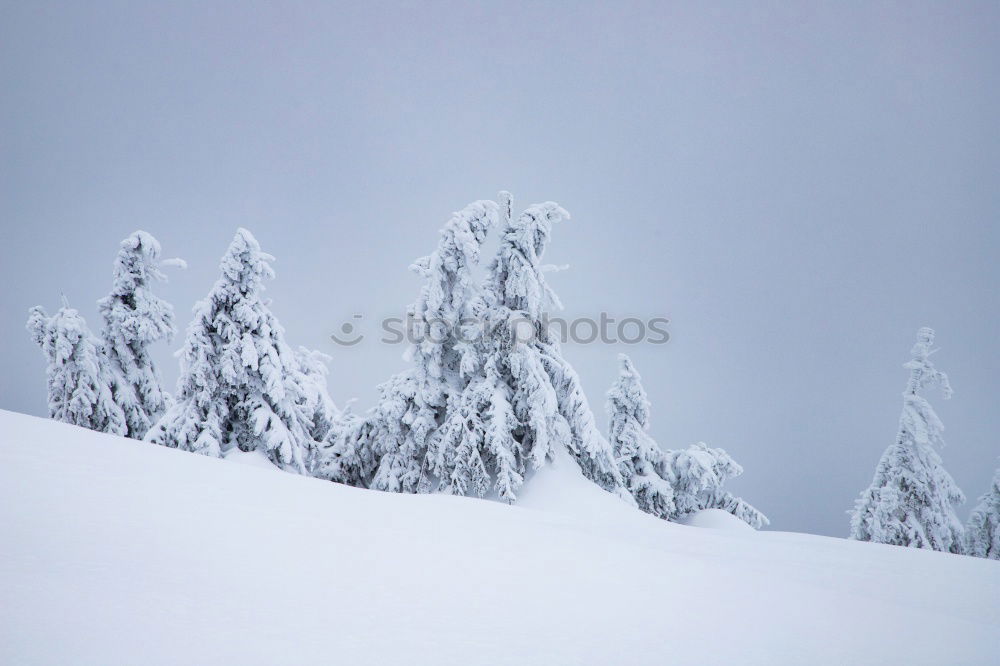 Similar – Weihnachtsbaum gefällig ??