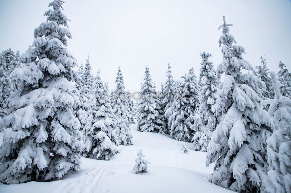 Similar – Image, Stock Photo blank wood Environment