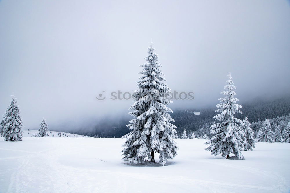 in winter Winter Fog