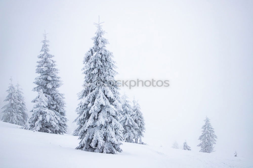 Similar – Weihnachtsbaum gefällig ??