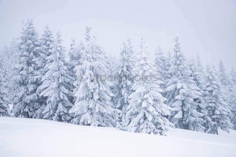 Similar – Image, Stock Photo winter dream Nature