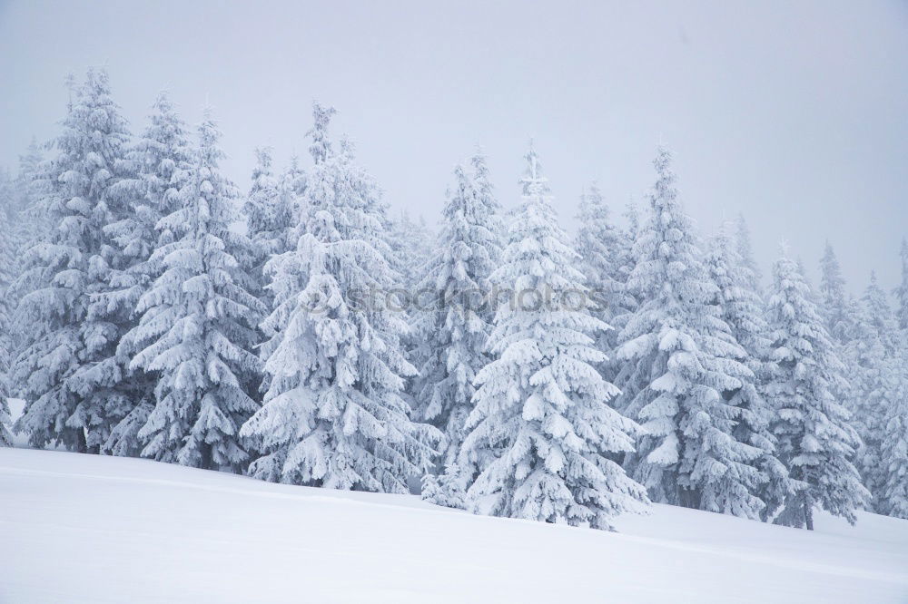 Similar – Image, Stock Photo winter dream Nature