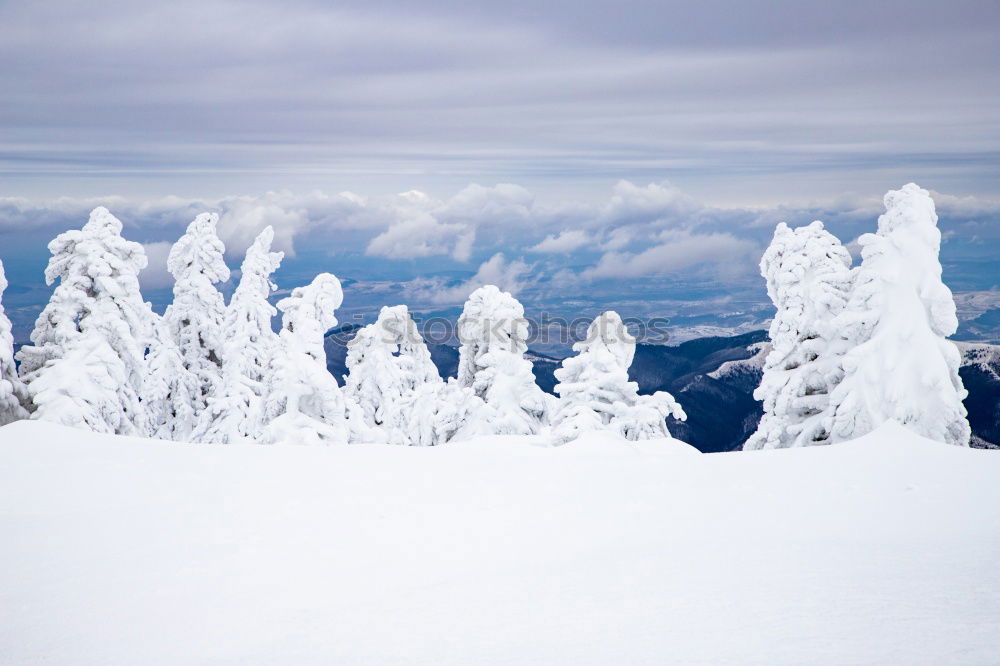 Foto Bild Schlumpfhausen Winterwald