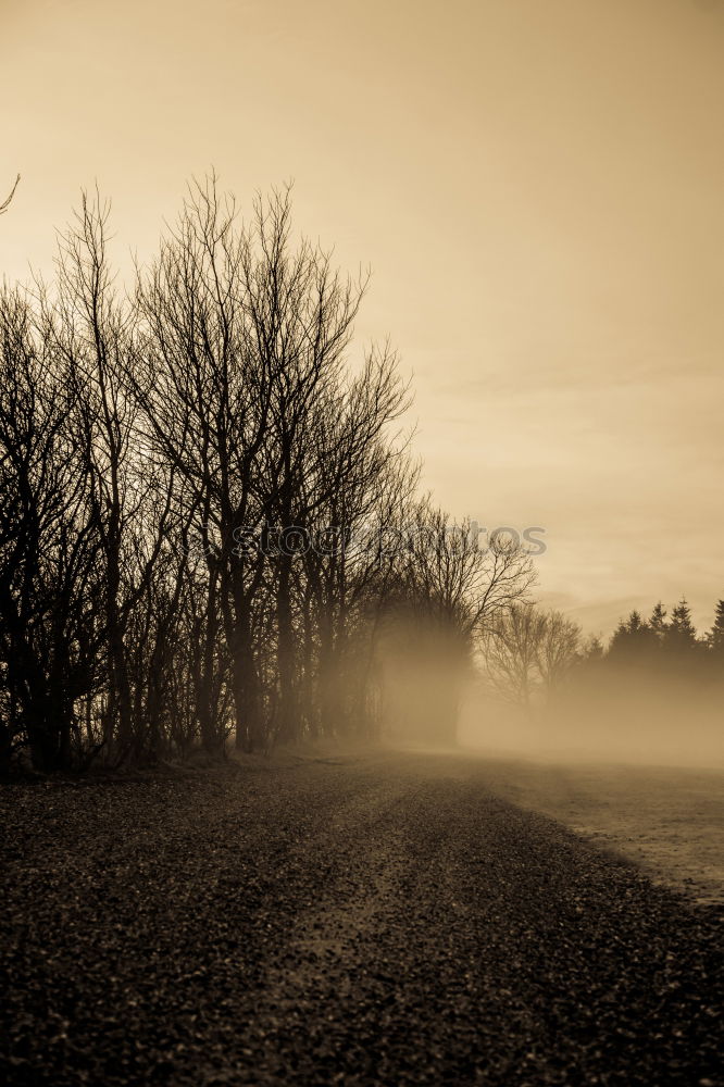 Similar – Ipweger Moor Natur