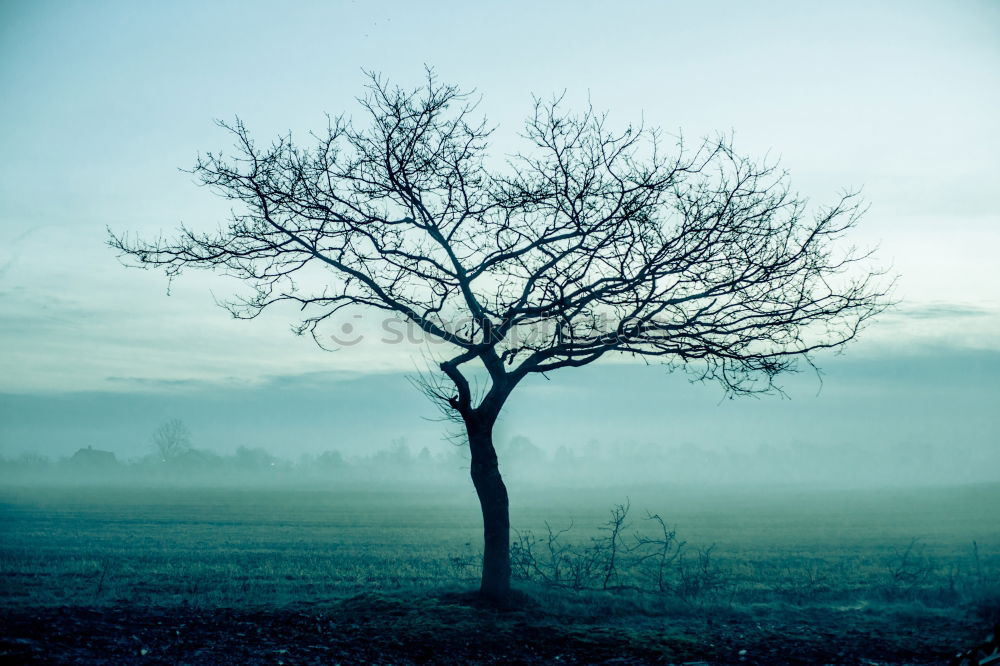 Similar – Image, Stock Photo scarecrow Colour photo