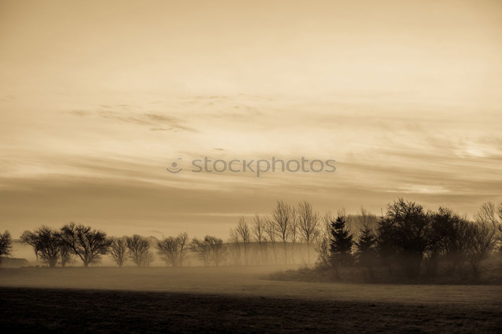 morning fog Environment