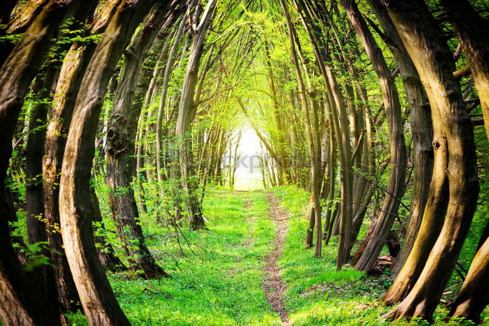 Green Avenue in Ireland