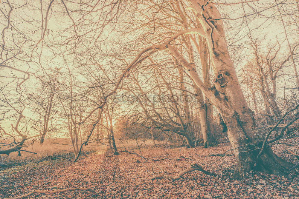 Similar – Image, Stock Photo Polaroid. Forest in autumn. Nature, trees. forest path