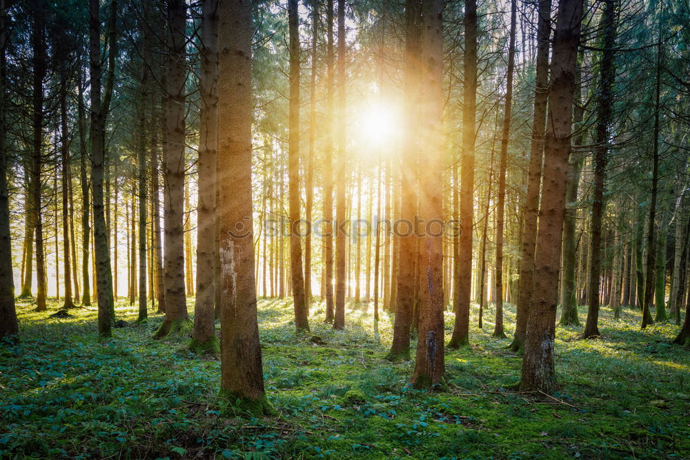 Similar – Foto Bild Lichtschneise Wald Winter