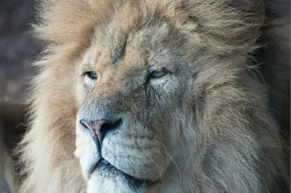 Similar – Close up portrait of male lion looking at camera