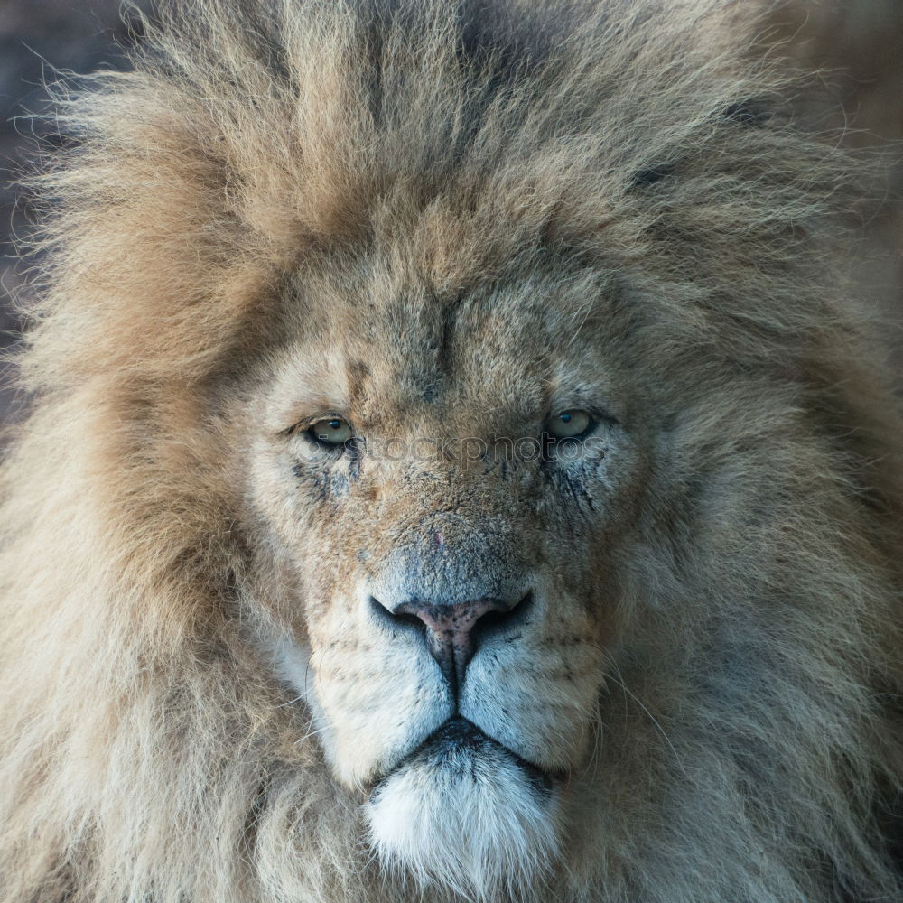 Close up portrait of male lion looking at camera