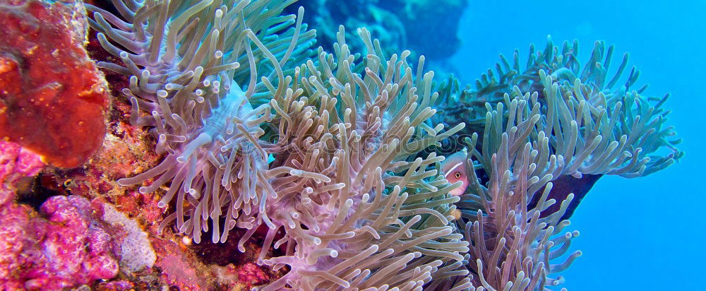 Similar – see the sea Coral Dive