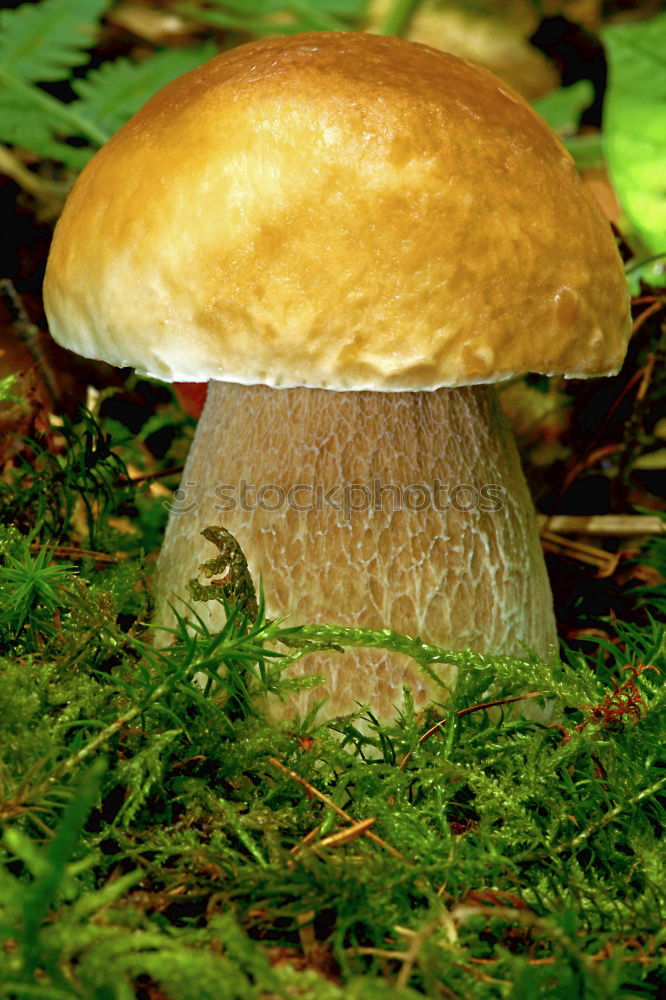 Similar – Brown Mushroom Food