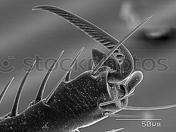 Similar – Image, Stock Photo flip in time Animal Locust