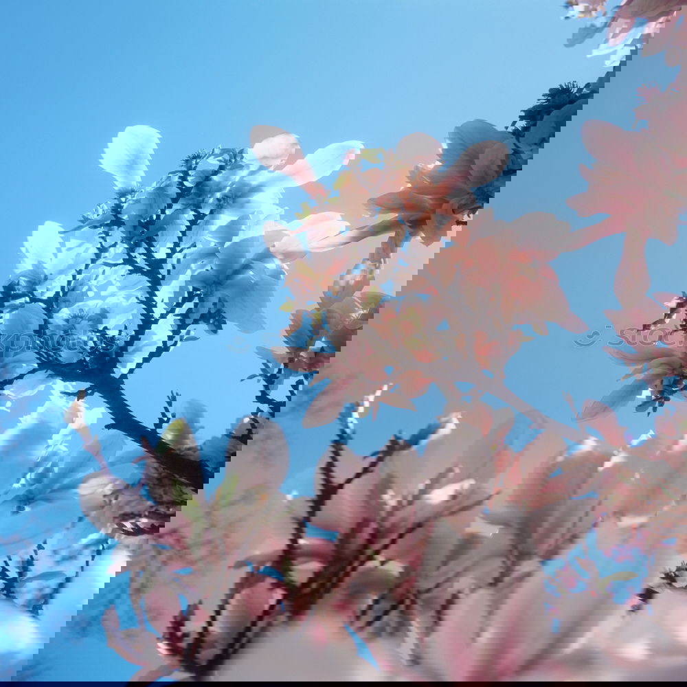 Similar – Image, Stock Photo blossoms Environment