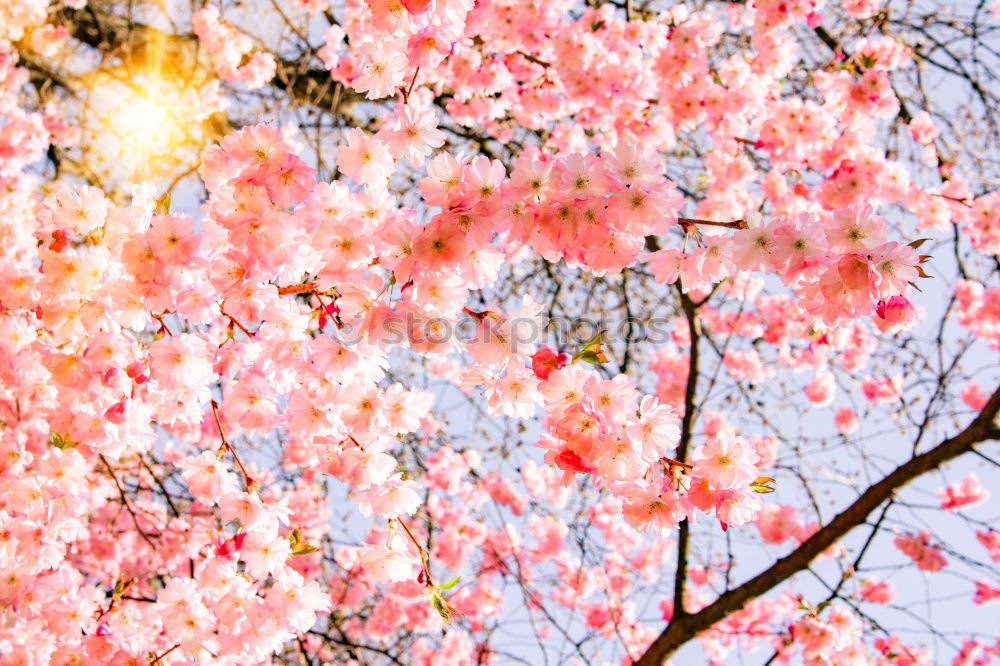 Similar – pink cherry blossom in front of white house