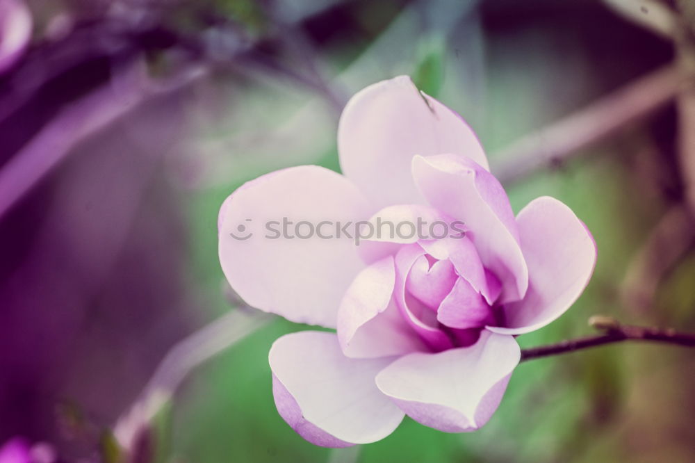 Image, Stock Photo purple Nature Plant Summer