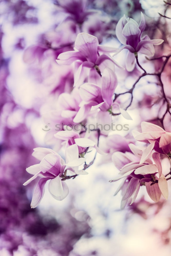 Similar – Image, Stock Photo Tulips white red orange tulips bouquet of flowers double exposure