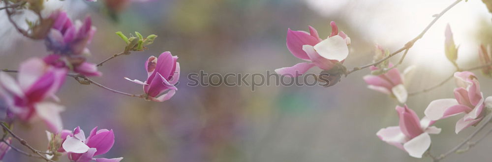 Image, Stock Photo windowsill Orchid Tree