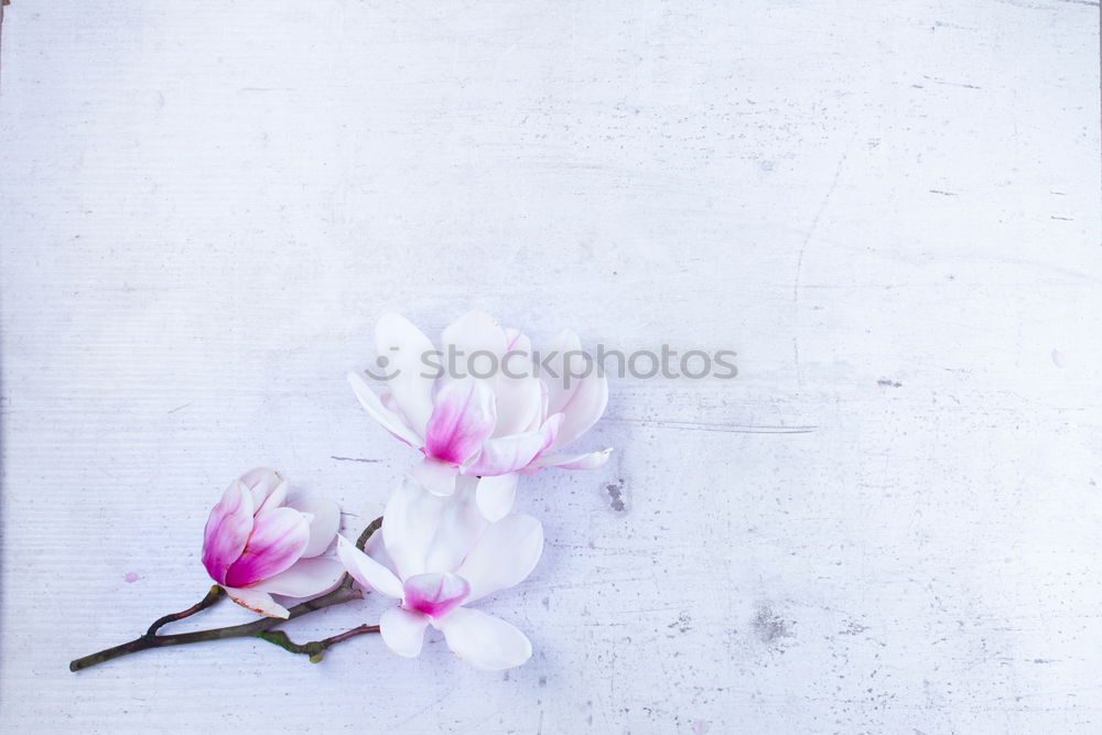 Similar – Image, Stock Photo death by stoning Flower