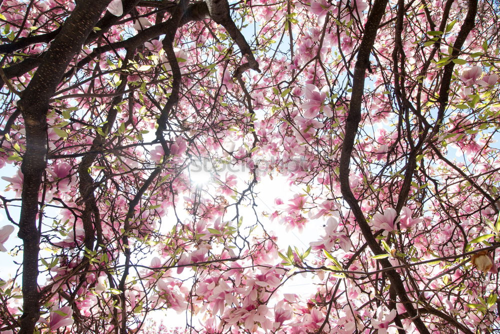 Similar – Foto Bild Rosa Blätter Blatt rosa