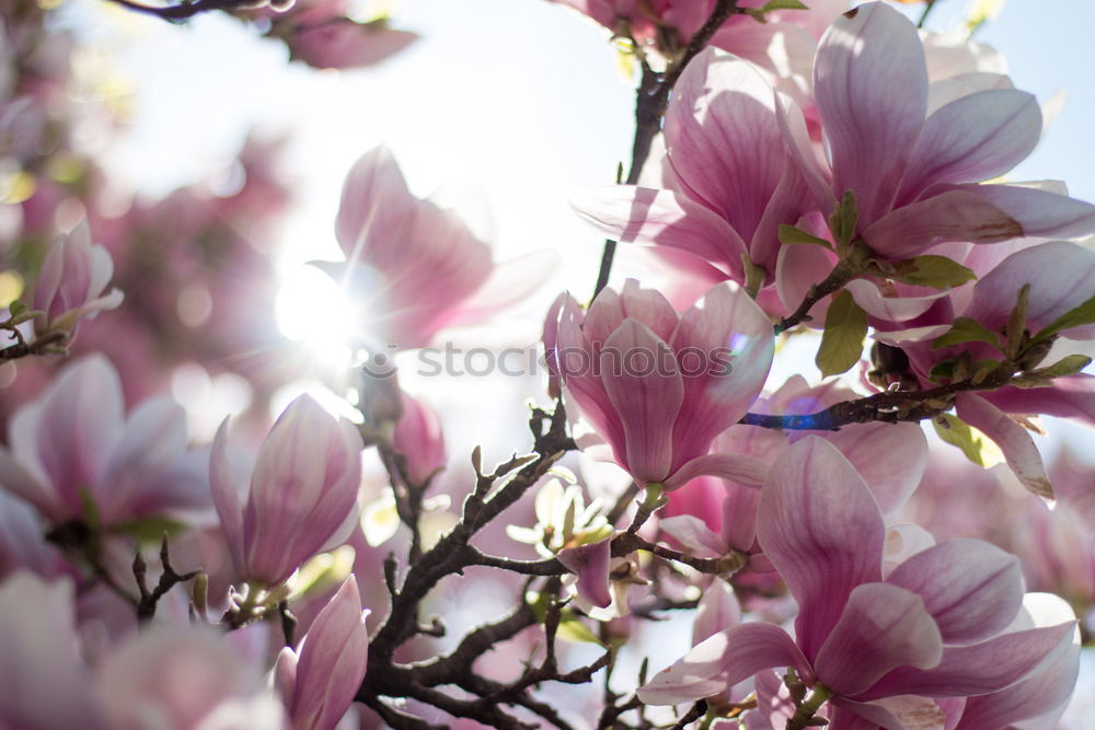 Similar – Magnolia flower 2