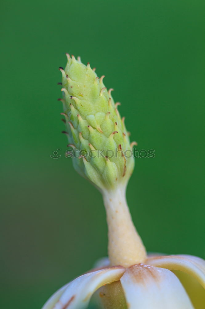 Foto Bild Blütenkugel Makroaufnahme