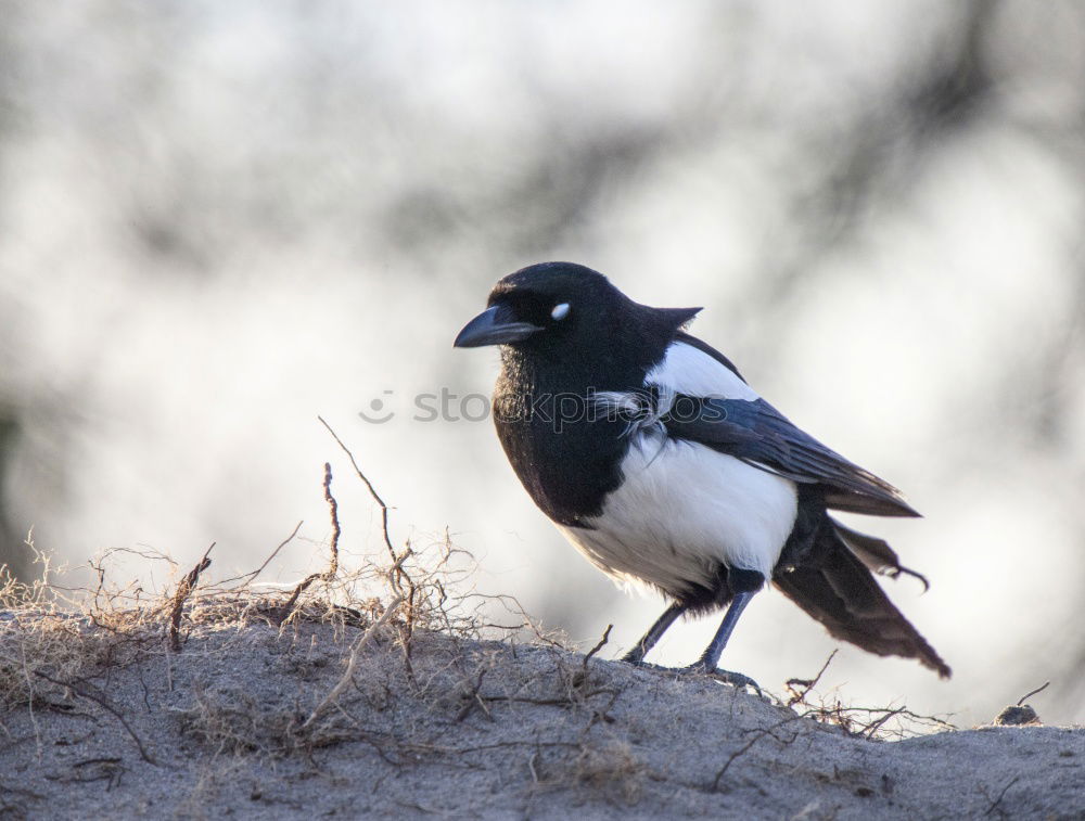 elster Elster Vogel