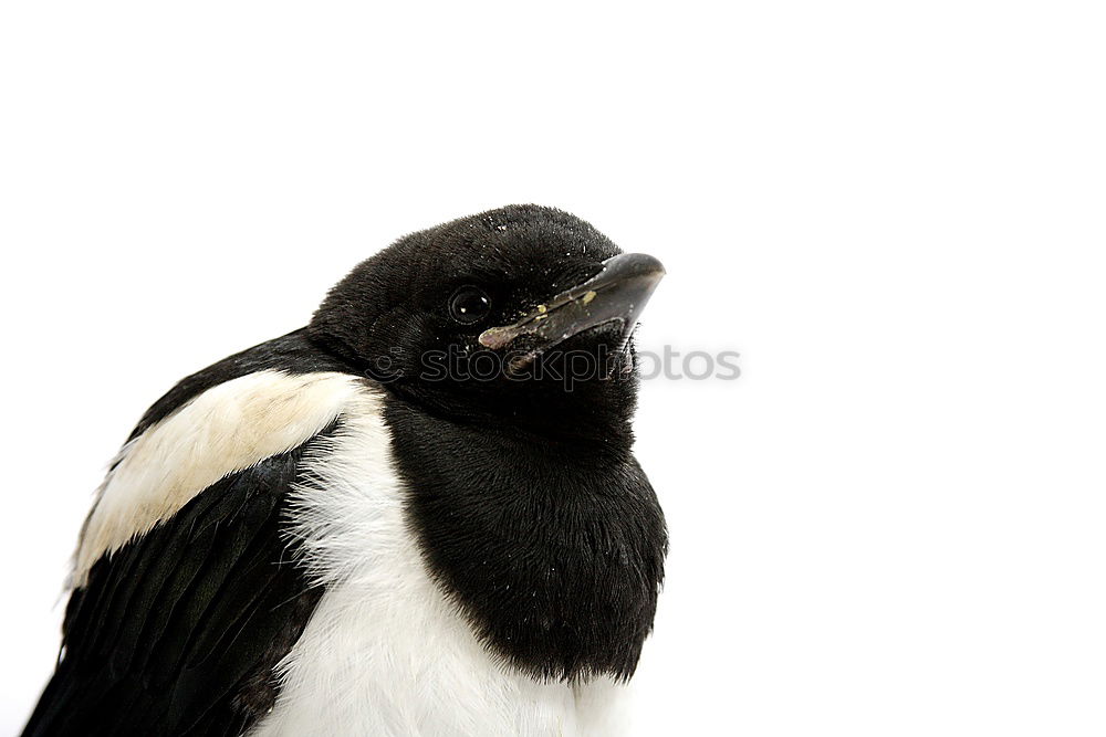 Similar – penguin Web-footed birds