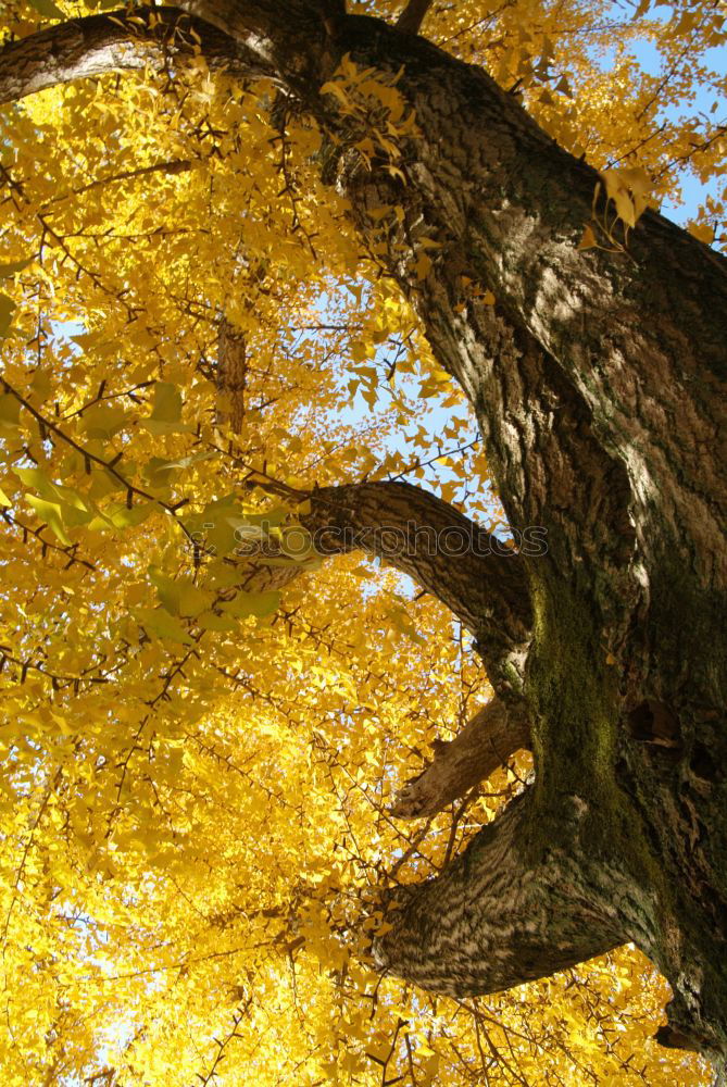 Similar – yellow tree Tree Autumn