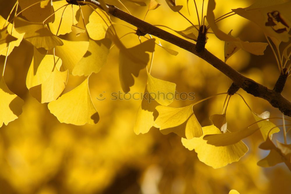 Similar – Image, Stock Photo yellow Nature Plant Sky