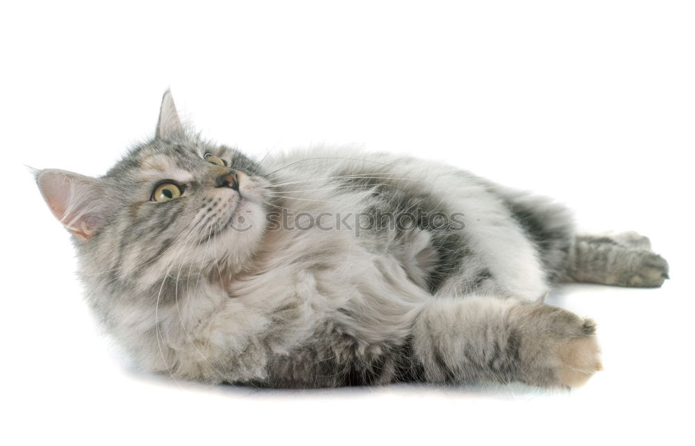 Similar – Image, Stock Photo cat wash Animal Pet Cat