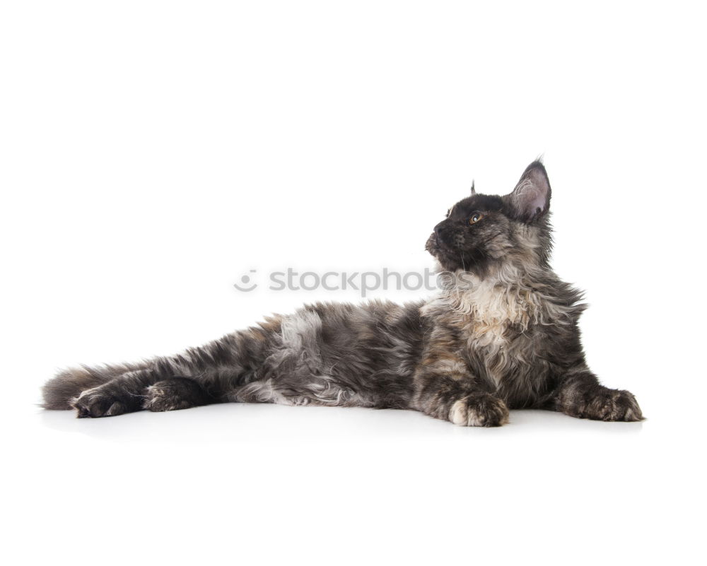 Similar – Image, Stock Photo Chili chills. Animal Pet