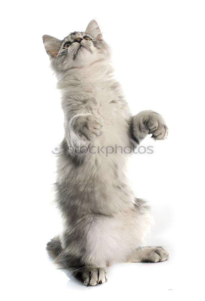 Similar – Image, Stock Photo cat wash Animal Pet Cat