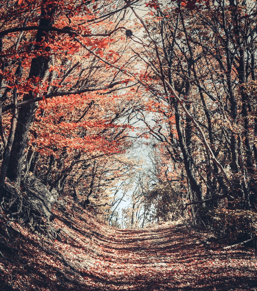 Similar – Horse between autumn trees in a forest park