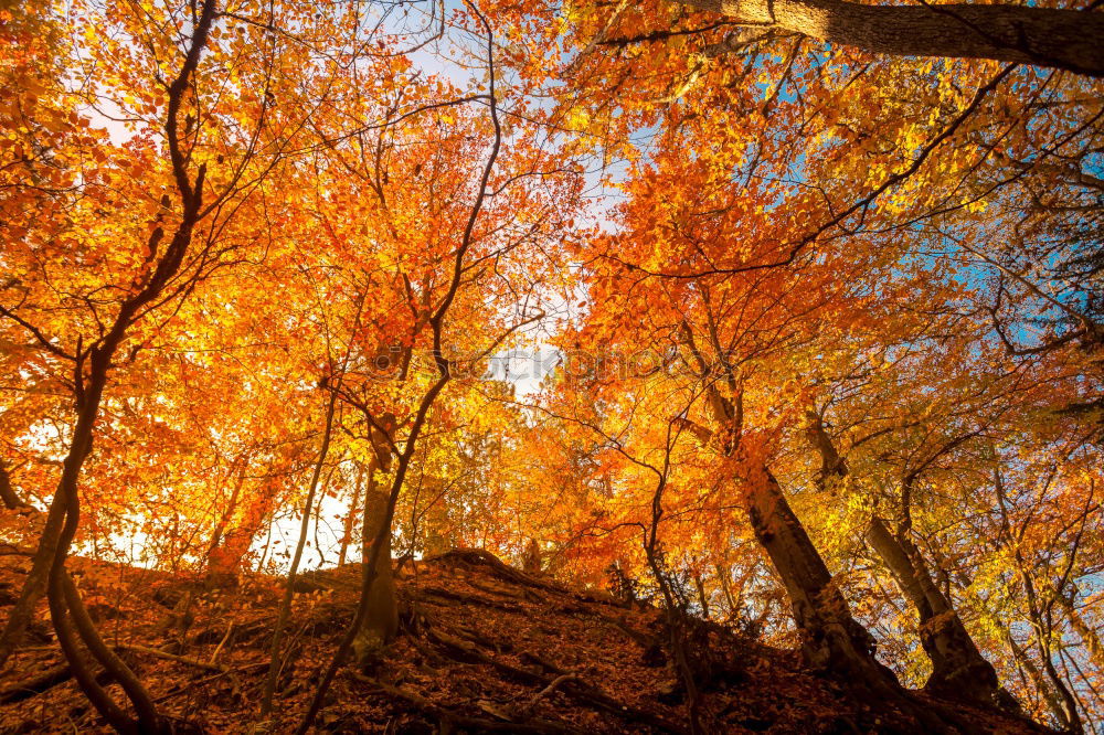 Similar – Image, Stock Photo autumn 2 Environment