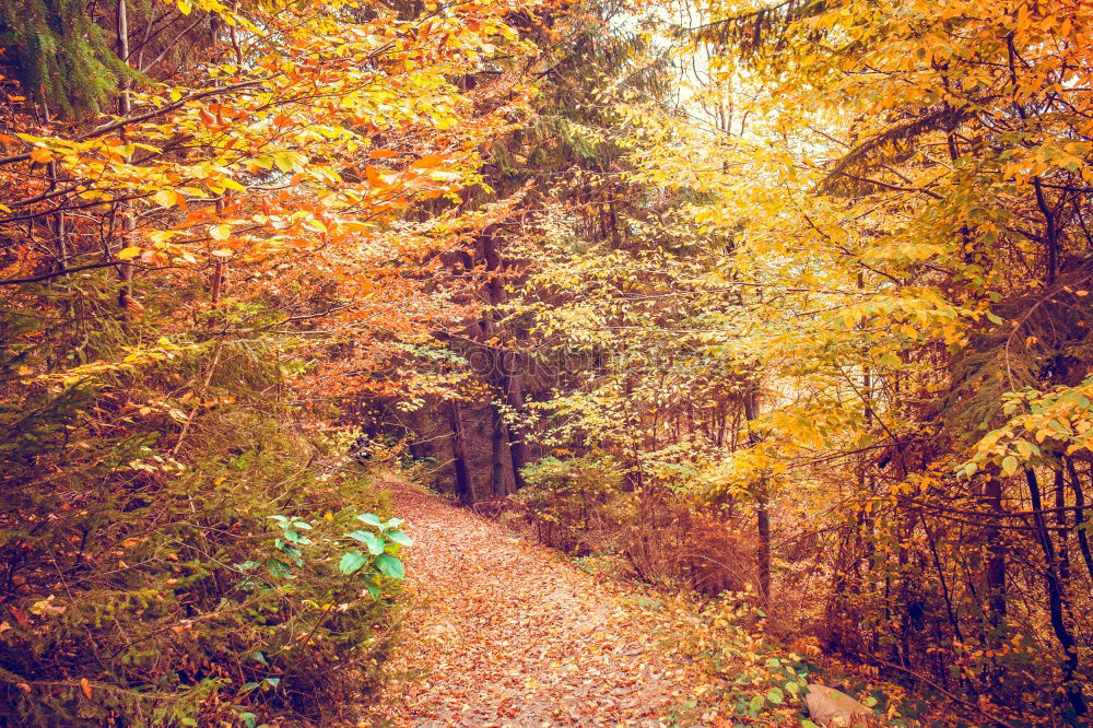 Similar – Image, Stock Photo Fairytale forest in the fall