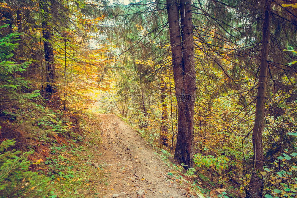 Similar – Image, Stock Photo autumn walk Human being