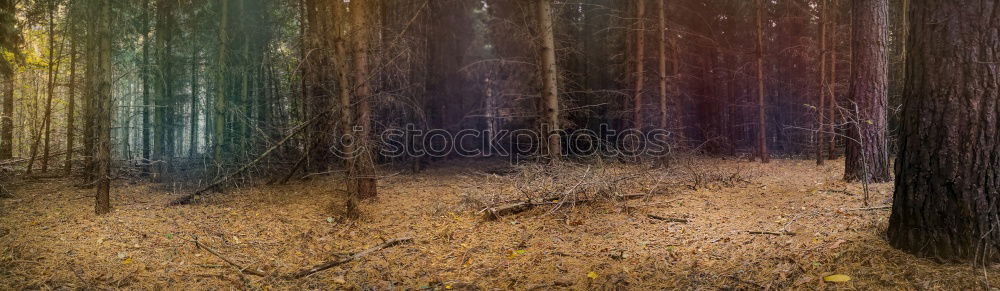 Similar – erste Zeichen Pflanze Baum