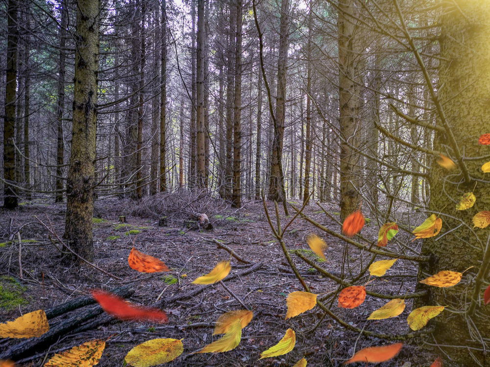 Similar – Image, Stock Photo Beautiful autumn forest