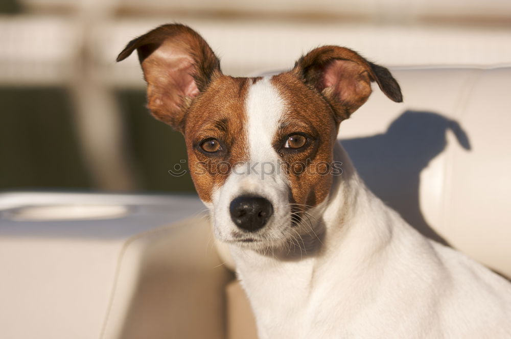 Similar – Owner feed his dog outside. Jack Russel terrier eat food from owner hand