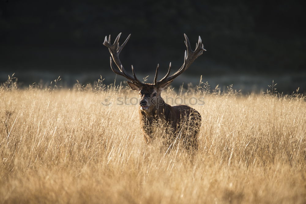 Similar – Image, Stock Photo under observation