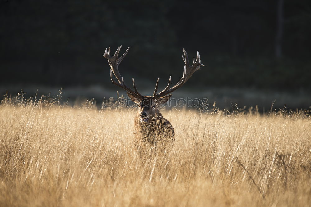 Similar – stag Leisure and hobbies