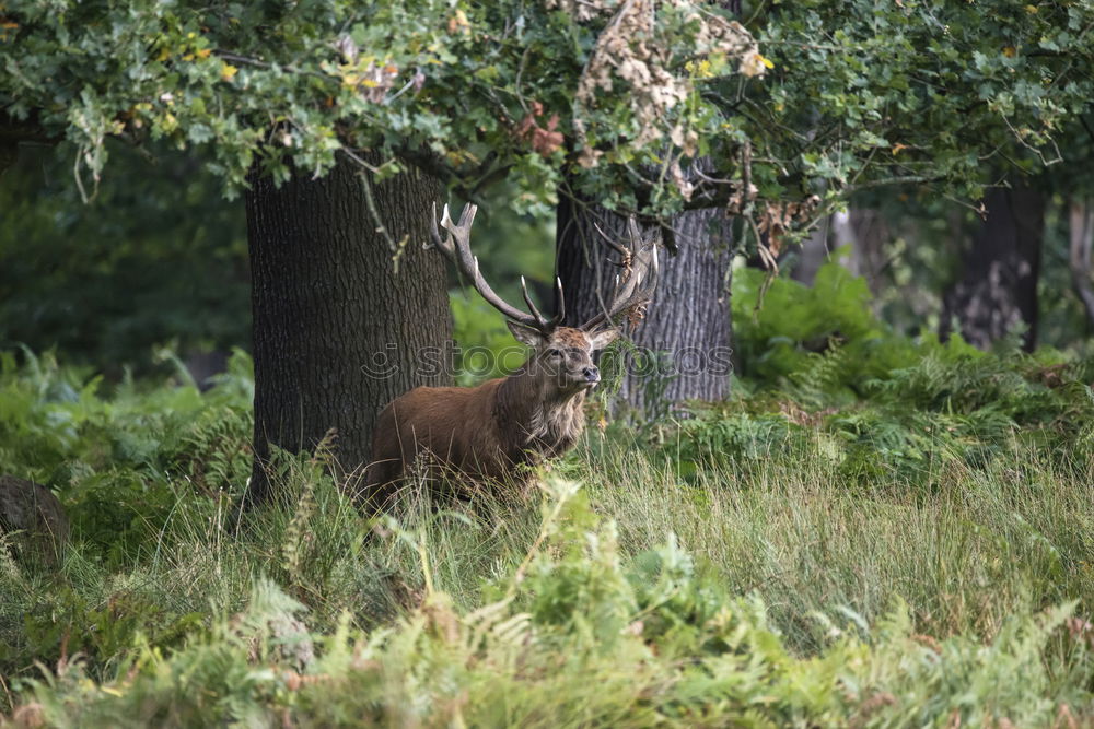 munching deer Animal