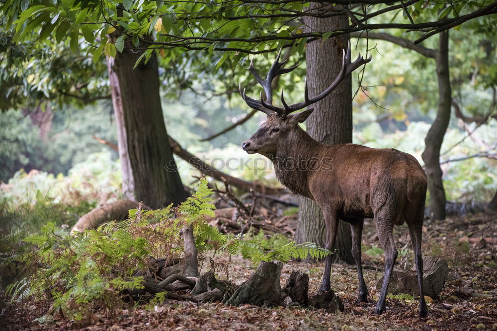 Similar – munching deer Animal