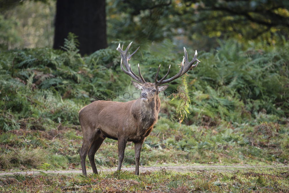 Similar – munching deer Animal